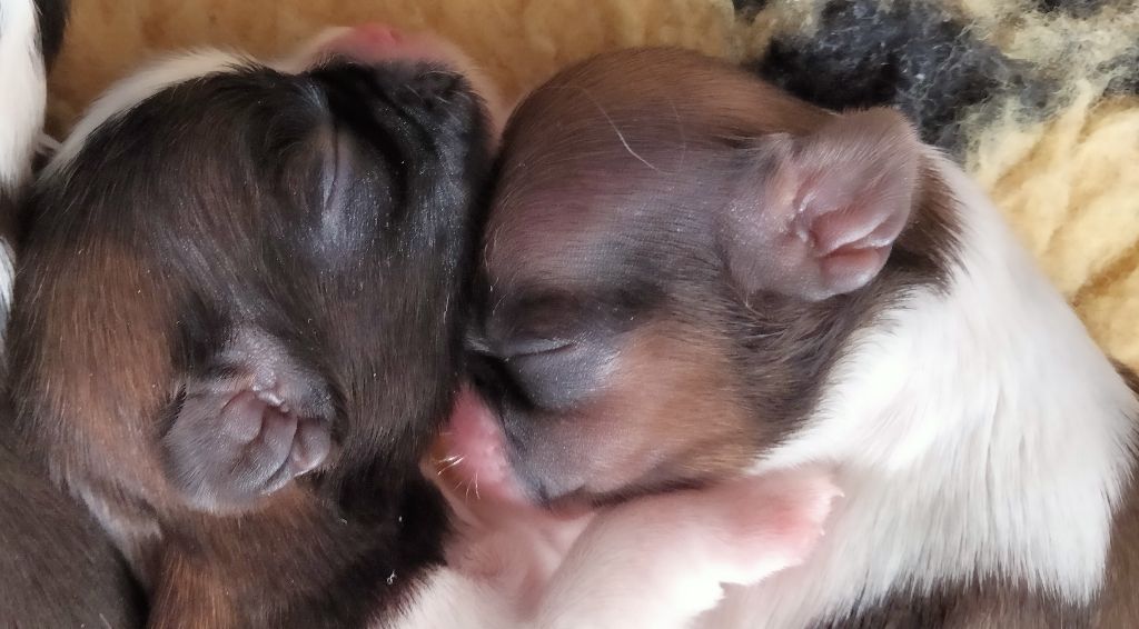 chiot Shih Tzu Impérial du Lion d'Ambre