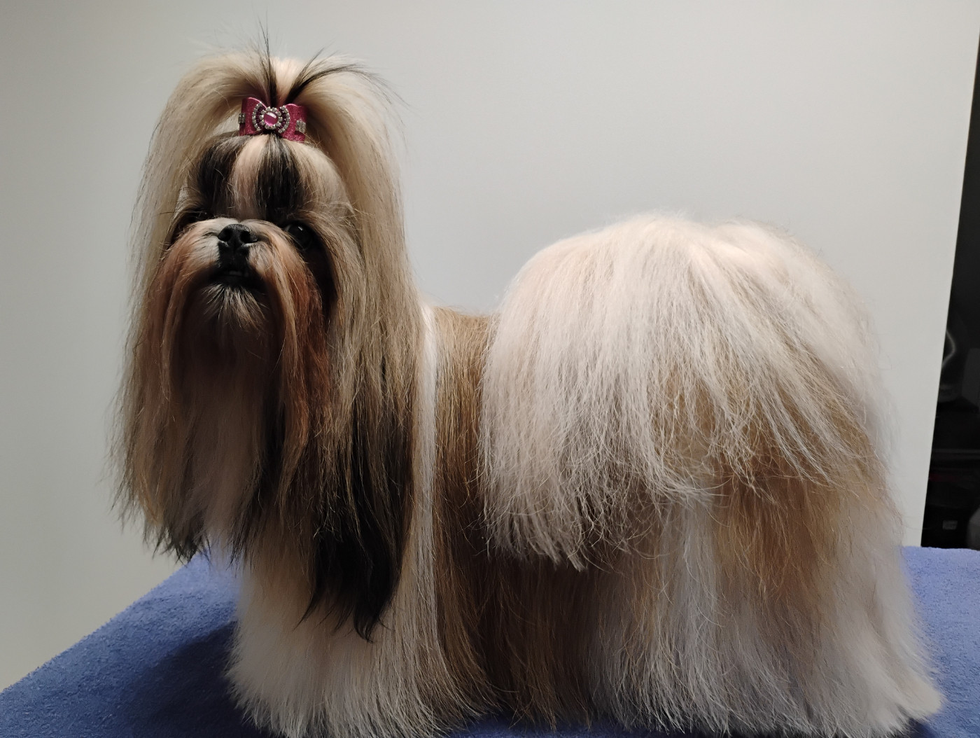 CH. Ragazza di cerseÏ Impérial du Lion d'Ambre