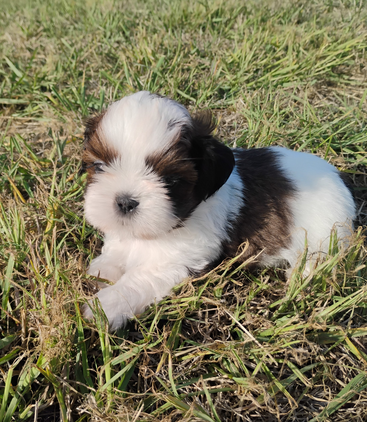 Impérial du Lion d'Ambre - Chiots disponibles - Shih Tzu
