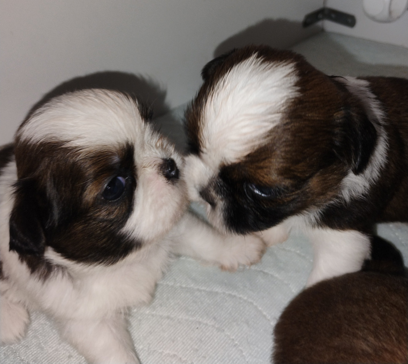 Chiot Shih Tzu Impérial du Lion d'Ambre