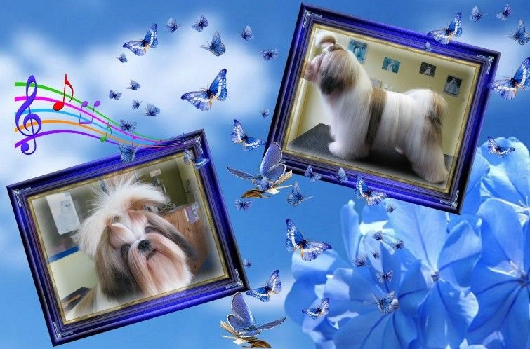 Impérial du Lion d'Ambre - Shih Tzu - Portée née le 17/09/2014